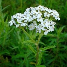 Yarrow com artrose